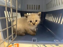 Shelter Stray Female Cat last seen Gregory and Oldham, KCMO, 64132, 64132, MO, 7077 Elmwood Ave, Kansas City, MO 64132, USA