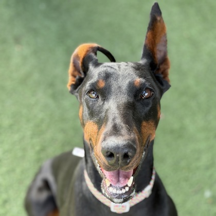 Shelter Stray Female Dog last seen Sacramento, CA 95828, Sacramento, CA 95828