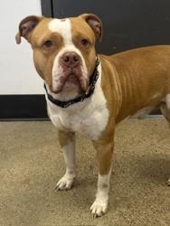 Shelter Stray Male Dog last seen , OH , Cleveland, OH 44102