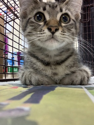 Shelter Stray Male Cat last seen North Charleston, SC 29406, North Charleston, SC 29406