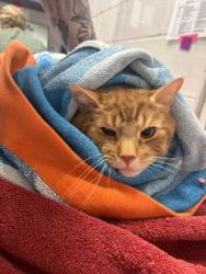 Shelter Stray Male Cat last seen Near E Chase St, 21213, MD, Baltimore, MD 21230