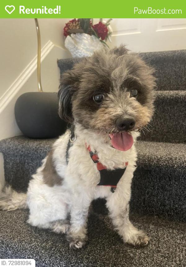 Reunited Male Dog last seen 6th Ave and E. 19th St., Paterson, NJ 07505