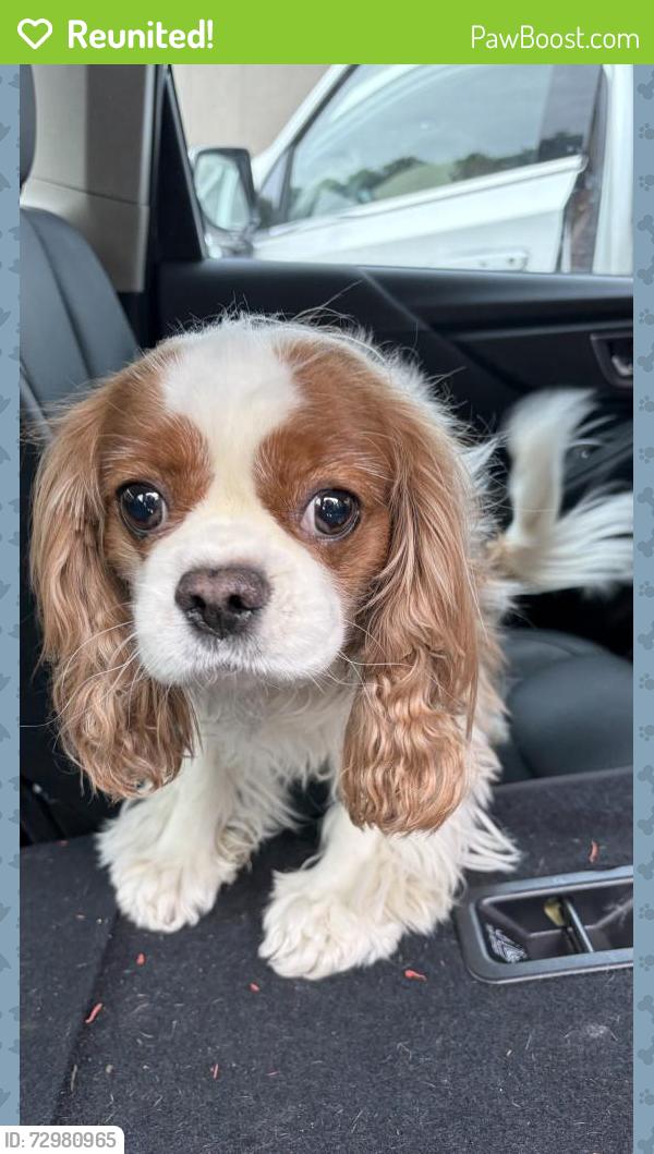 Reunited Unknown Dog last seen Oak street , Gainesville, GA 30501