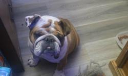 Reunited Female Dog last seen George Street, Banning, CA, Banning, CA 92220