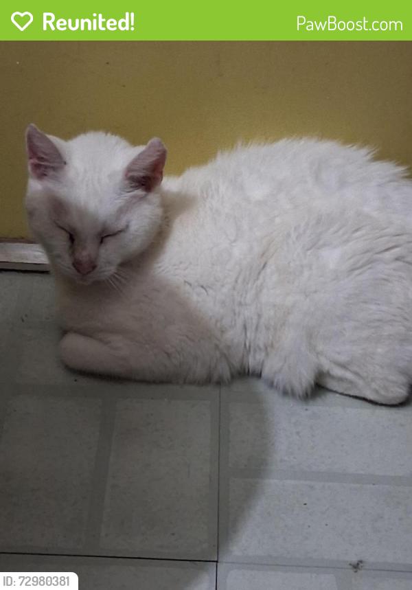 Reunited Female Cat last seen Birch bark, timberlane Dr., Fairview, TN 37062