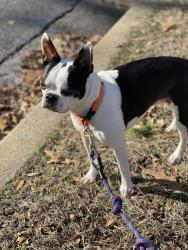 Reunited Female Dog last seen Between Walter Reed Dr & South Highland ST, Arlington, VA 22204