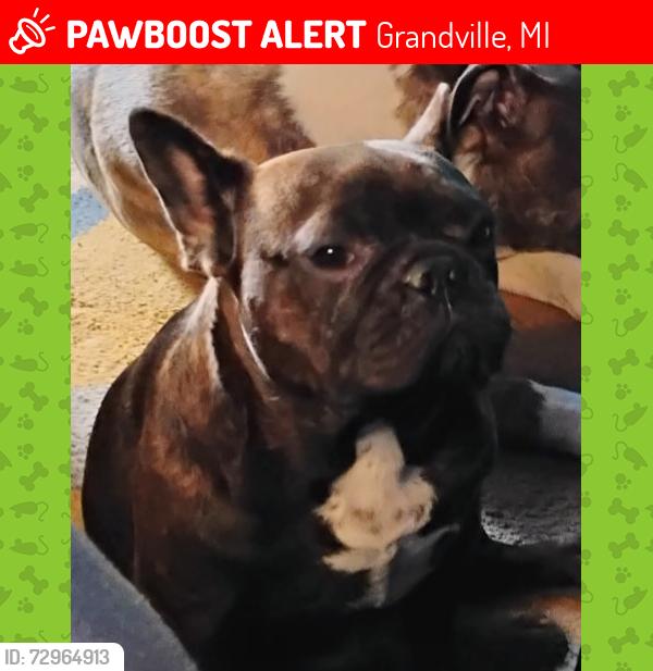 Lost Female Dog last seen Hall and caesar chavez , Grandville, MI 49418