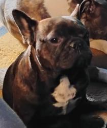 Lost Female Dog last seen Hall and caesar chavez , Grandville, MI 49418