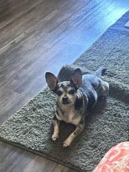 Lost Male Dog last seen Franklin Blvd & Fruitridge Rd, Sacramento, CA 95820