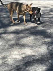 Reunited Female Dog last seen Channing st / W Sierra Madre Ave & S Sunset Ave, Azusa, CA 91702