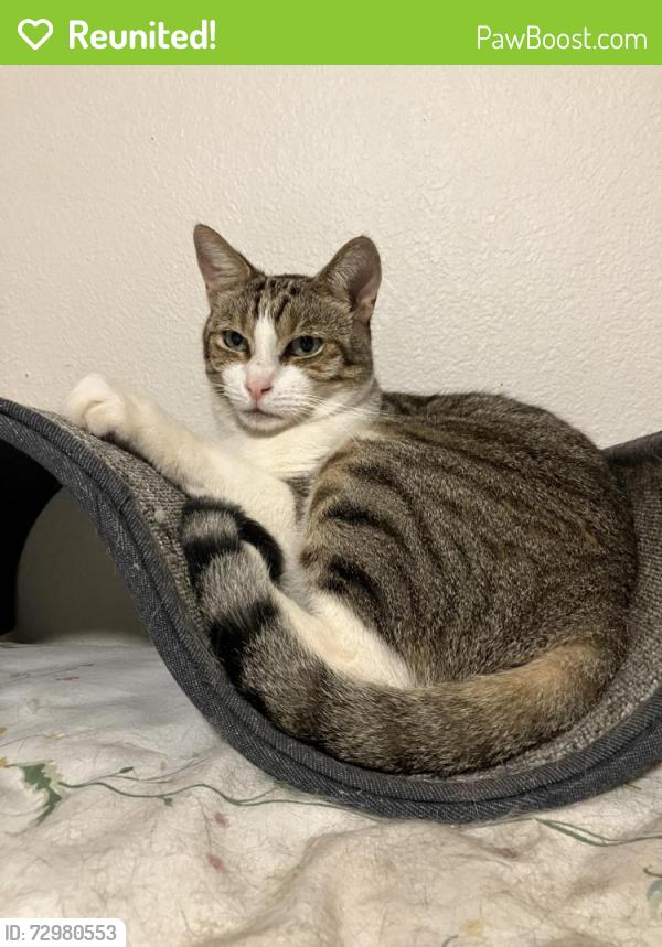 Reunited Male Cat last seen Hiluhilu Street, Kapolei, HI 96707