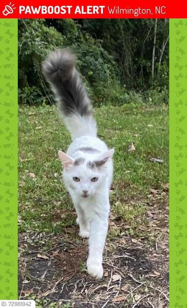 Lost Male Cat last seen Sunset Park neighborhood, Wilmington, NC 28401