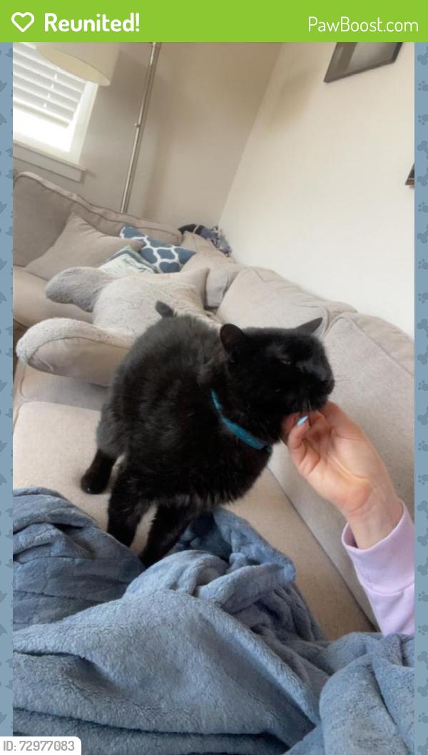 Reunited Male Cat last seen Near Precision Dr, Fort Collins, CO 80528, USA, Fort Collins, CO 80528