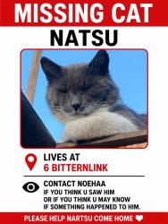 Lost Male Cat last seen Fisherman's walk ,Pelican Park High school, Cape Town, WC 7941