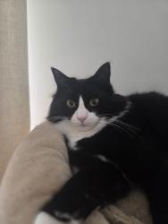 Reunited Male Cat last seen The avenue , Southampton, England SO17