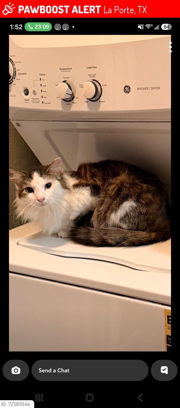 Lost Female Cat last seen Fairmont Park, La Porte, TX 77571