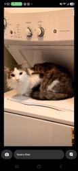 Lost Female Cat last seen Fairmont Park, La Porte, TX 77571