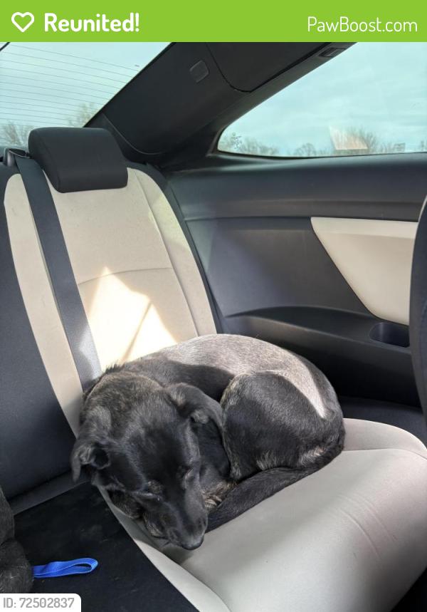 Reunited Female Dog last seen Near Ella Ln Oklahoma City OK 73160 United States, Oklahoma City, OK 73160