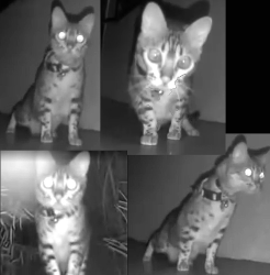 Reunited Unknown Cat last seen 4th St & Pier/Marine Avenue Santa Monica CA, Santa Monica, CA 90405
