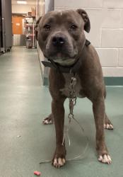 Shelter Stray Male Dog last seen Near Turner Street, HOLLY SPRINGS, NC, 27540, Raleigh, NC 27610