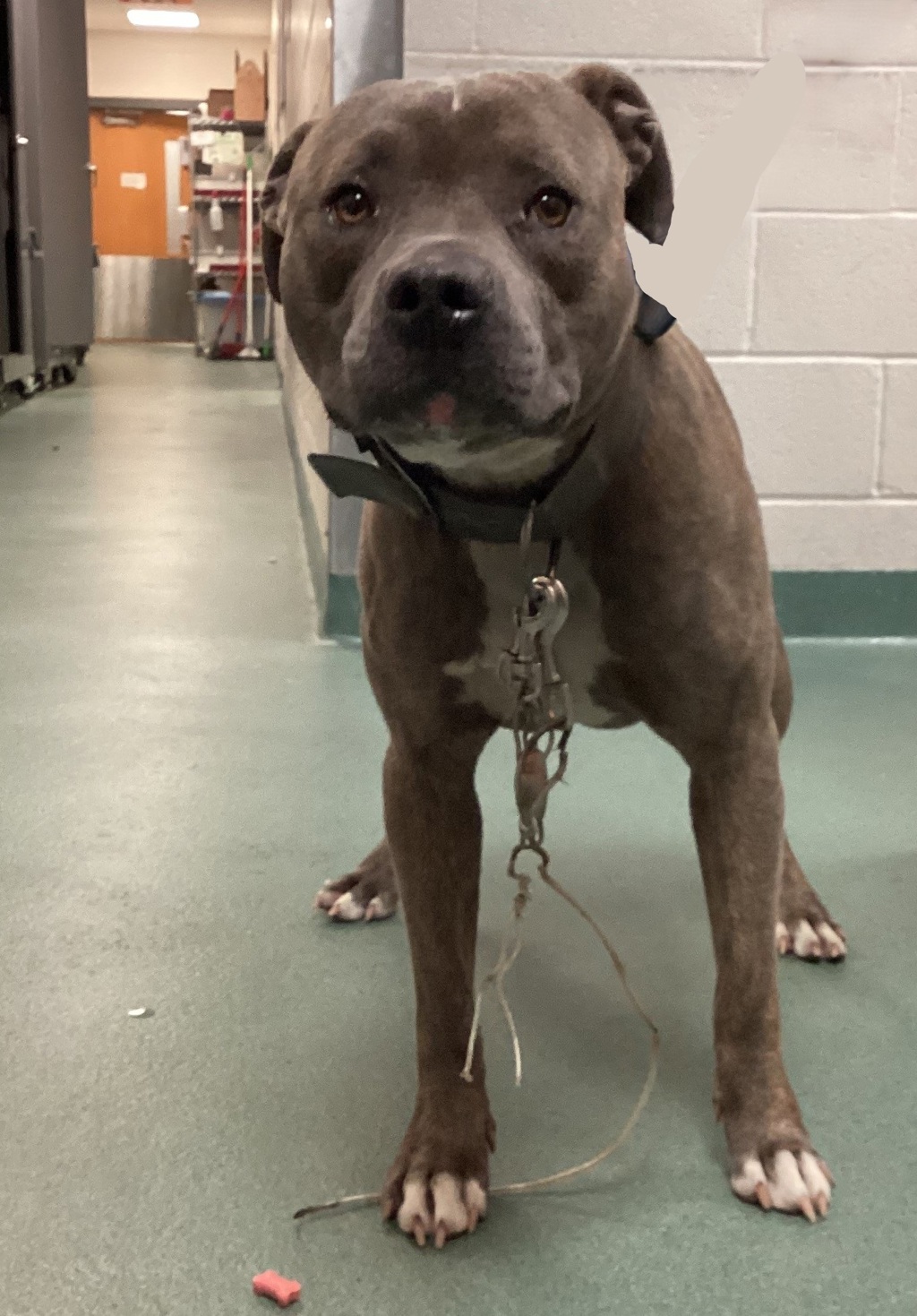Shelter Stray Male Dog last seen Near Turner Street, HOLLY SPRINGS, NC, 27540, Raleigh, NC 27610