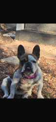 Reunited Female Dog last seen Near diamond way perris ca , Perris, CA 92571