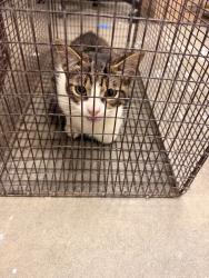Shelter Stray Male Cat last seen Near Ridgeview Drive, LAFAYETTE, LA, 70507, 410 Dugas Rd, Lafayette, LA 70507, USA
