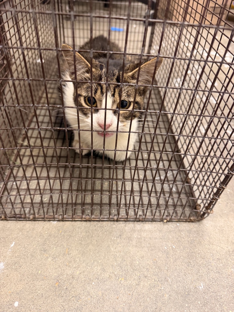 Shelter Stray Male Cat last seen Near Ridgeview Drive, LAFAYETTE, LA, 70507, 410 Dugas Rd, Lafayette, LA 70507, USA
