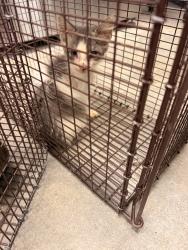 Shelter Stray Female Cat last seen Near Ridgeview Drive, LAFAYETTE, LA, 70507, 410 Dugas Rd, Lafayette, LA 70507, USA
