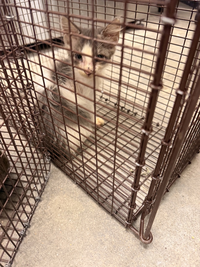 Shelter Stray Female Cat last seen Near Ridgeview Drive, LAFAYETTE, LA, 70507, 410 Dugas Rd, Lafayette, LA 70507, USA