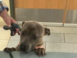 Shelter Stray Female Dog last seen Regency Drive, VIRGINIA BEACH, VA, 23454, 341 S Birdneck Rd, Virginia Beach, VA 23451, USA
