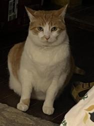 Reunited Male Cat last seen Spain street, New Orleans, LA 70117