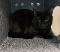 Shelter Stray Male Cat last seen Near Morningside Avenue, NEW YORK, NY, 10026, 326 E 110th St, New York, NY 10029, USA