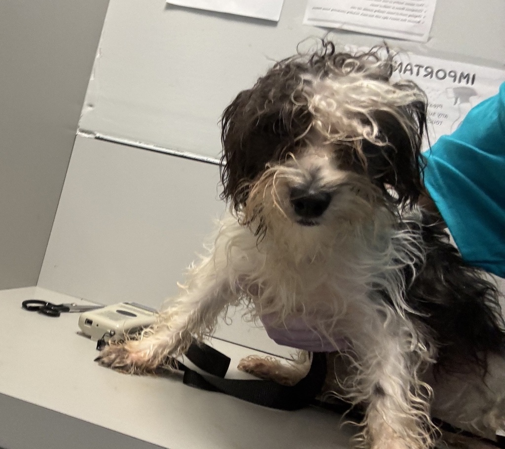 Shelter Stray Male Dog last seen Fdr Drive, NEW YORK, NY, 10029, New York, NY 10029