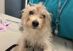 Shelter Stray Male Dog last seen Fdr Drive, NEW YORK, NY, 10029, New York, NY 10029
