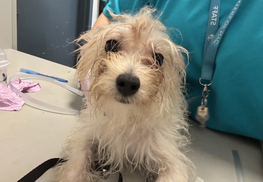 Shelter Stray Male Dog last seen Fdr Drive, NEW YORK, NY, 10029, New York, NY 10029