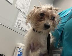 Shelter Stray Female Dog last seen Fdr Drive, NEW YORK, NY, 10029, New York, NY 10029