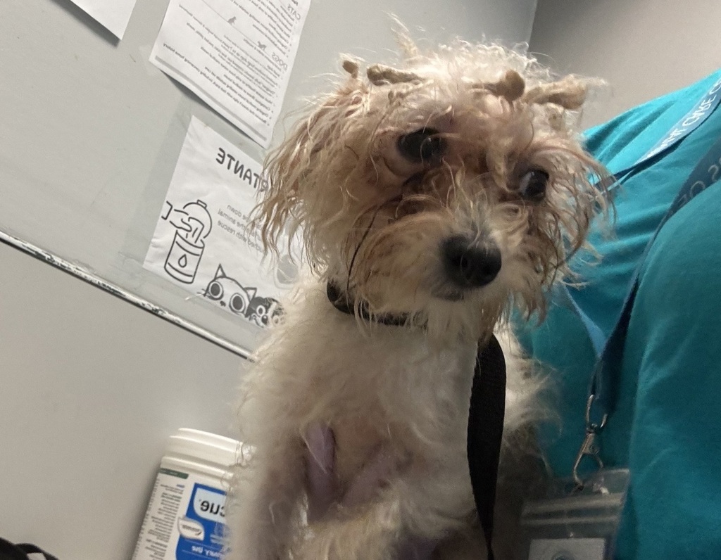 Shelter Stray Female Dog last seen Fdr Drive, NEW YORK, NY, 10029, New York, NY 10029