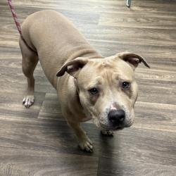 Shelter Stray Female Dog last seen Near Chamourne Avenue, San Diego, CA, 92115, 5500 Gaines St, San Diego, CA 92110, USA