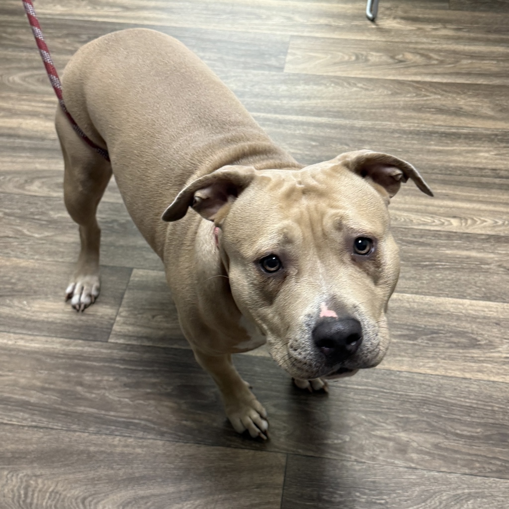 Shelter Stray Female Dog last seen Near Chamourne Avenue, San Diego, CA, 92115, 5500 Gaines St, San Diego, CA 92110, USA