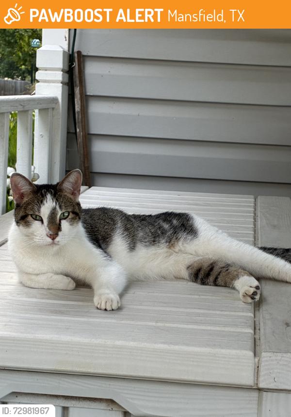 Found/Stray Unknown Cat last seen Near S main street, mansfield, tesas, Mansfield, TX 76063