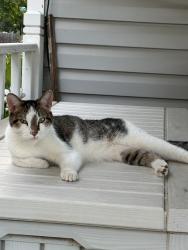 Found/Stray Unknown Cat last seen Near S main street, mansfield, tesas, Mansfield, TX 76063