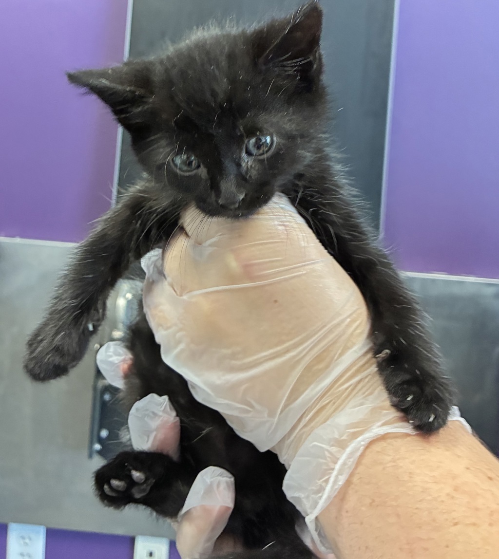 Shelter Stray Male Cat last seen Near W Conger Road, Magna Township, UT, 84044, 511 W 3900 S, Salt Lake City, UT 84123, USA