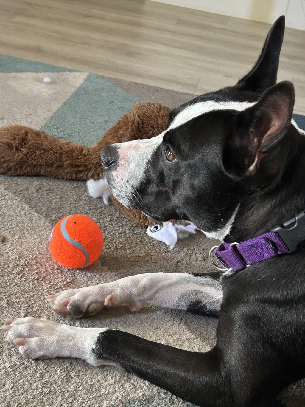 Shelter Stray Female Dog last seen Near W Pointe Loma Boulevard, San Diego, CA, 92107, 5500 Gaines St, San Diego, CA 92110, USA