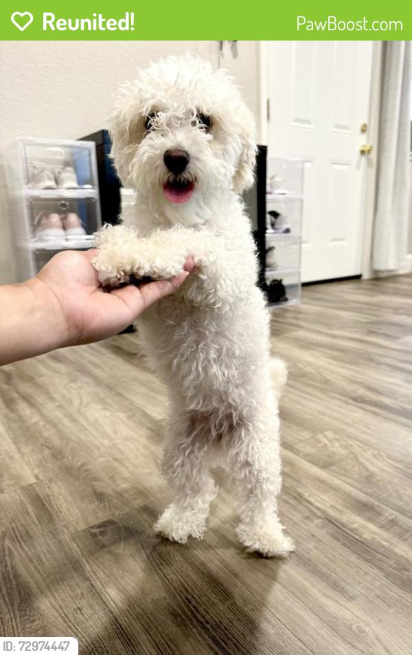 Reunited Female Dog last seen Dutchbros , Carmichael, CA 95608