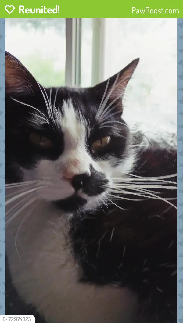 Reunited Male Cat last seen  Overlook Point apmts , West Valley City, UT 84119