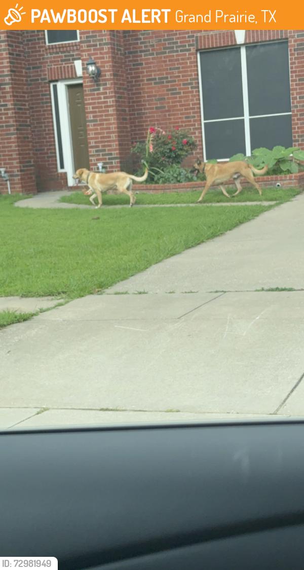 Found/Stray Male Dog last seen Autumn Hill & Showdown Lane, Grand Prairie, TX 75052