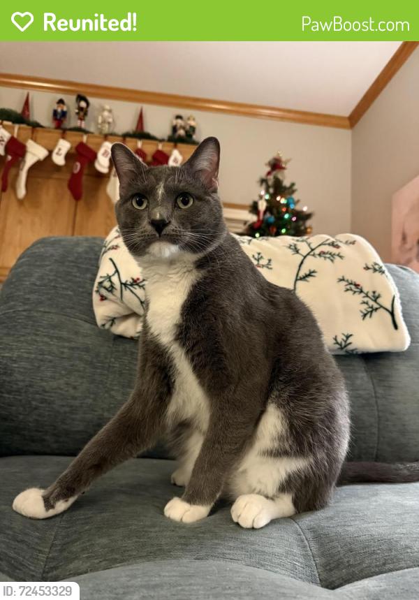 Reunited Male Cat last seen Wyndham & Sparta , Blue Springs, MO 64029