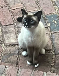 Found/Stray Unknown Cat last seen Emmanuel Church, Winston-Salem, NC 27104