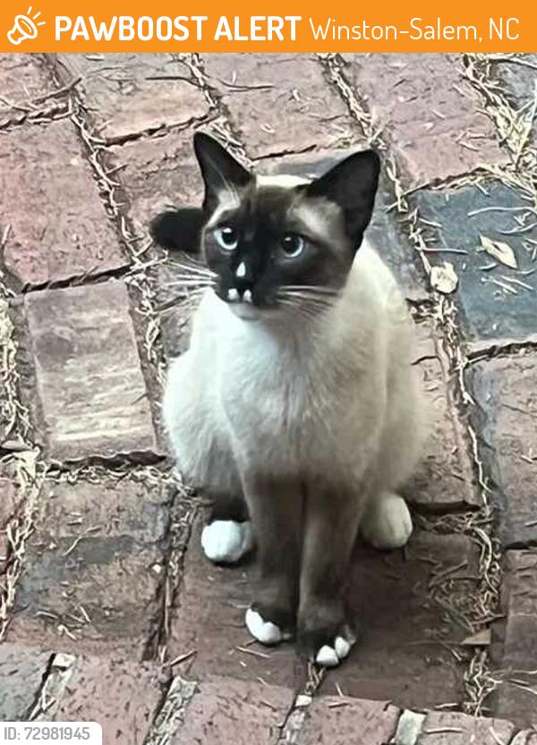 Found/Stray Unknown Cat last seen Emmanuel Church, Winston-Salem, NC 27104